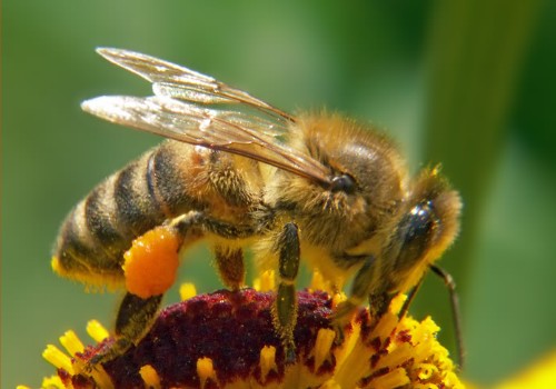 Рабочая пчела с обножкой на задней ножке